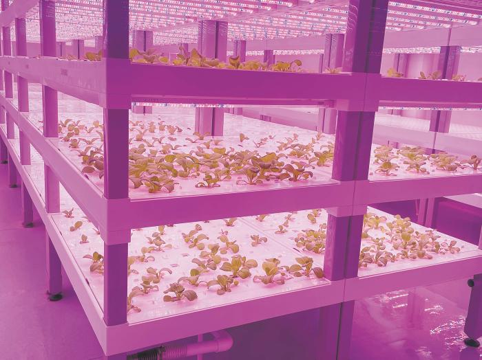 在物美植物工廠里，通過LED燈的照射，蔬菜散發(fā)勃勃生機。受訪者供圖